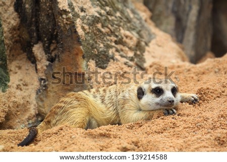 Meerkat laying on the ground