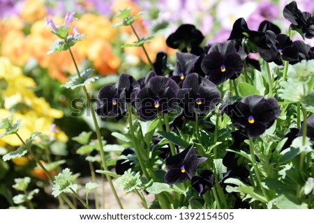 Pansy - Viola x wittrockiana. dark purple  color.
