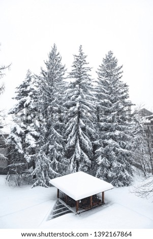 trees covered with snow during a snowfall