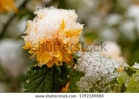 ranunculus bush flower in may covered by snow