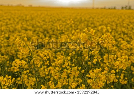 field of rape flowers blooming in may