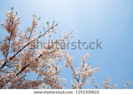 Spring day with cherry blossoms and a blue sky.