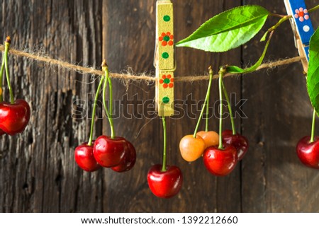 merry or Cherries harvest in rural garden.  berries on the rope , wooden plank surface.