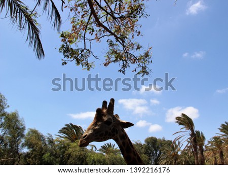 Giraffe in the zoo on the Fuerteventura. Oasis Park