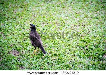 focus tristis On the grass, native birds in Asia