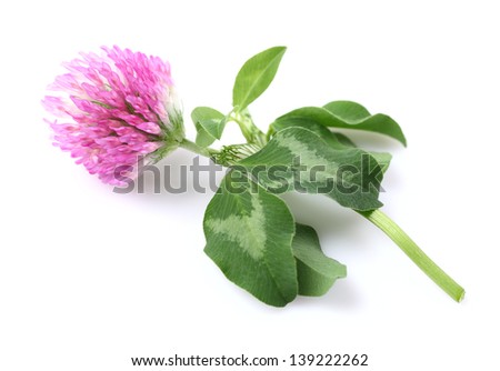 Red clover with leaves