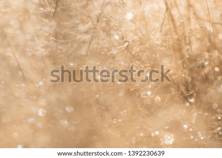 Dew on the Gold grass. Abstract background Close up shot with selective focus and beautiful natural bokeh