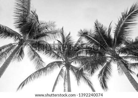 tropical palm leaf background, coconut palm trees perspective view, pictures Monochrome