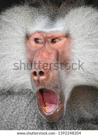 a portrait of a grey baboon