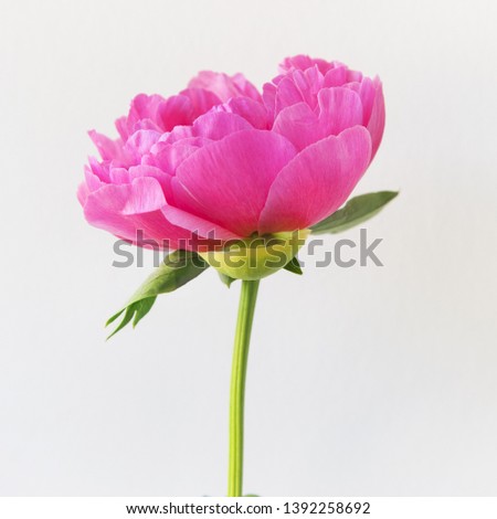 Beautiful peony on simple abstract background. Concept with space for text
