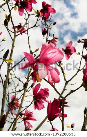 Soft focus photography and close up of a pink magnolia flower tree in Orem, Utah from a worm eye view, that feels like Japaneses Cherry blossom art from a distance.