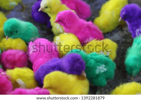 newborn colorful Chick in the basket