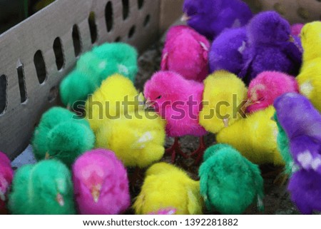 newborn colorful Chick in the basket