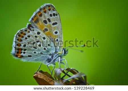 Butterfly on green background