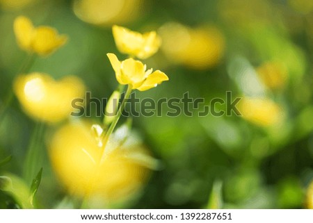 Blurry bright natural green and yellow meadow  background macro. soft focus. shallow depth of field. Toned image