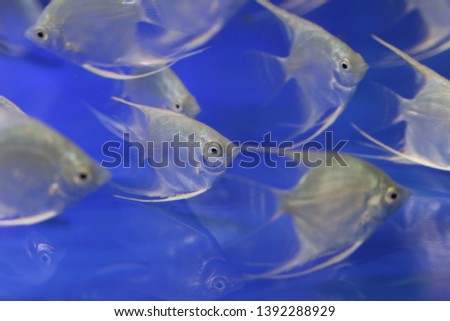 Angelfish (Pterophyllum scalare), also known as the freshwater angelfish