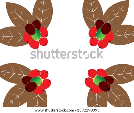 Coffee plant, Isolated coffee on white background. vector illustration - Vector
