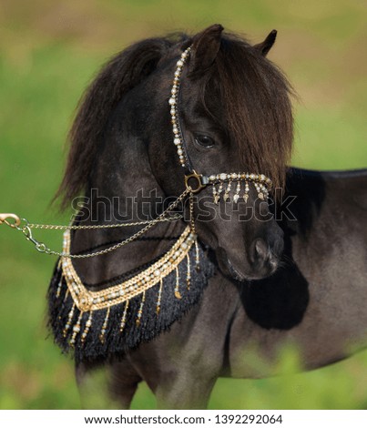 portrait of a black miniature horse stallion in jewelry on the summer on grass background