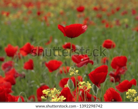 field of poppies at the beginning of the summer
