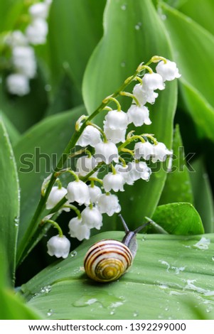 Lilies of the valley and snail