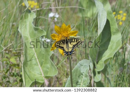 Swallowtail butterfly on yellow flowers close up