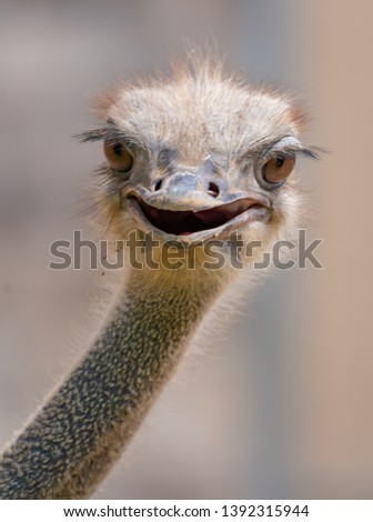 Ostrich close up Head shot Royalty-Free Stock Photo #1392315944