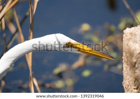 Great Egret focusing to fish Royalty-Free Stock Photo #1392319046
