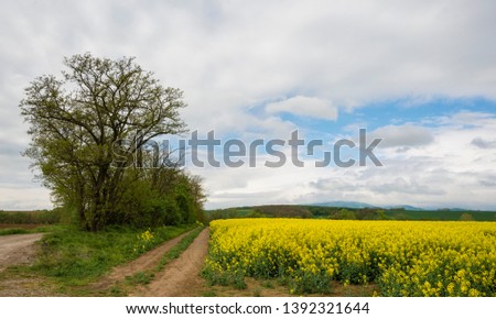 Dirty road in the field in spring with trees