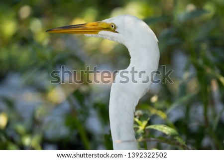 Great Egret fishing in a pond Royalty-Free Stock Photo #1392322502