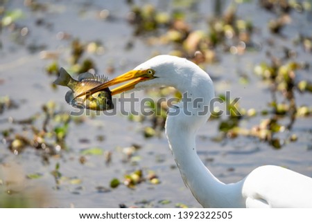 Great Egret fishing in a pond Royalty-Free Stock Photo #1392322505