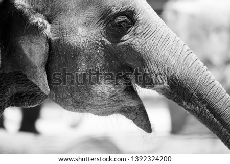 Elephants in black and white Royalty-Free Stock Photo #1392324200