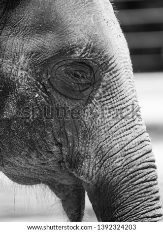 Elephants in black and white Royalty-Free Stock Photo #1392324203