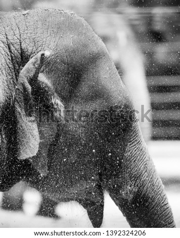 Elephants in black and white Royalty-Free Stock Photo #1392324206