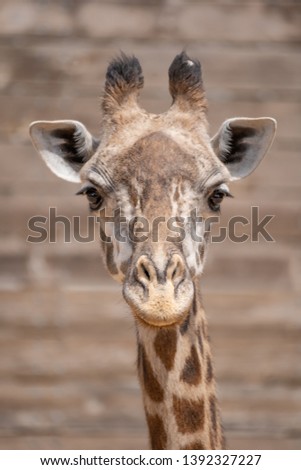 Young Giraffe head shot in color