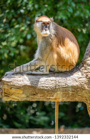 Patas Monkey, very beautifull animats Royalty-Free Stock Photo #1392332144