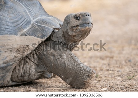 Tortoise walking across the sreet Royalty-Free Stock Photo #1392336506