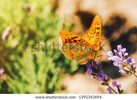 Butterfly sitting on the lavender flowers sunny summer picture