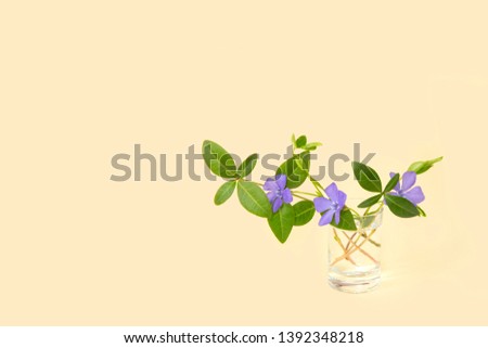 Periwinkle flower on a yellow background. Close-up. Bright, beautiful flower. Summer mood. 