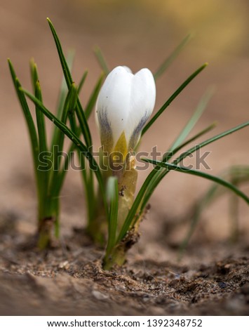 White snowdrop flower on nature in spring .