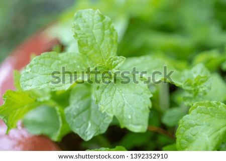 Fresh green mint growing in the garden. Plant/herb backdrop.