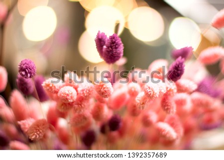 Unfocused flowers. Blurred floral background. Lagurus ovatus 