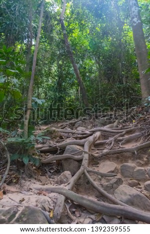 Wild jungle forest and scenery waterfall cascade with tropical plants. Nature background of Thailand evergreen national park