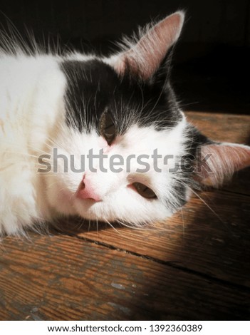 A Domestic Long Hair cat lays in the sunlight