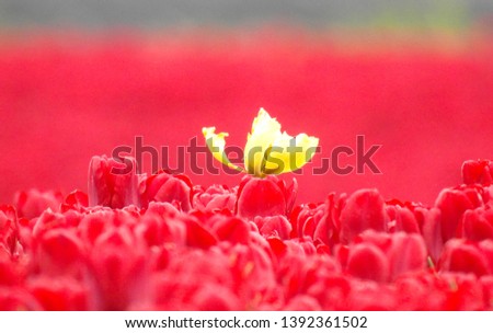 One yellow tulip between thousends of red tulips