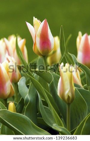 Tulips (Quebec)