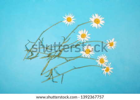 Composition chamomiles flowers on color paper background. Copy space template for postcard, lettering, text or your design. Flat lay Top view Concept Hello summer. 