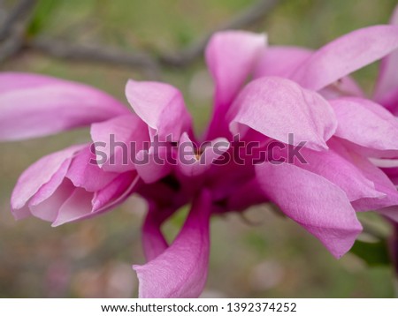 Close up image of a pink magnolia flower