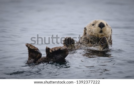 Solitary Sea Otter Floating on it's back