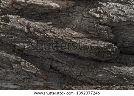 Tree bark texture in the nature