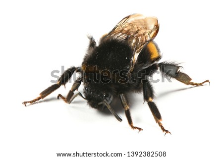 Bumblebee (Bombus terrestris) isolated on white background. High resolution photo. Full depth of field.
